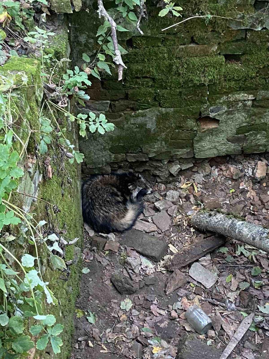 В Костюковичском районе работники МЧС спасли енота