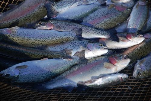 Икра из Черикова, форель из Хотимска. Когда в магазинах появятся белорусские рыбные деликатесы?