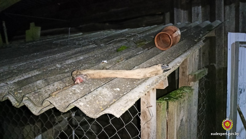 Житель Мстиславля подозревается в незаконном перемещении и разделке мертвого дикого животного