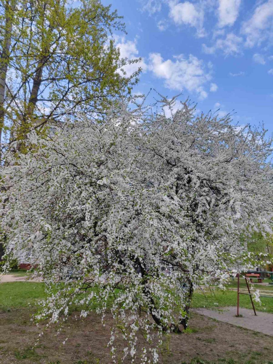 Ночной «минус» и не выше +15°С днем ожидается в рабочие дни текущей недели в Могилевской области