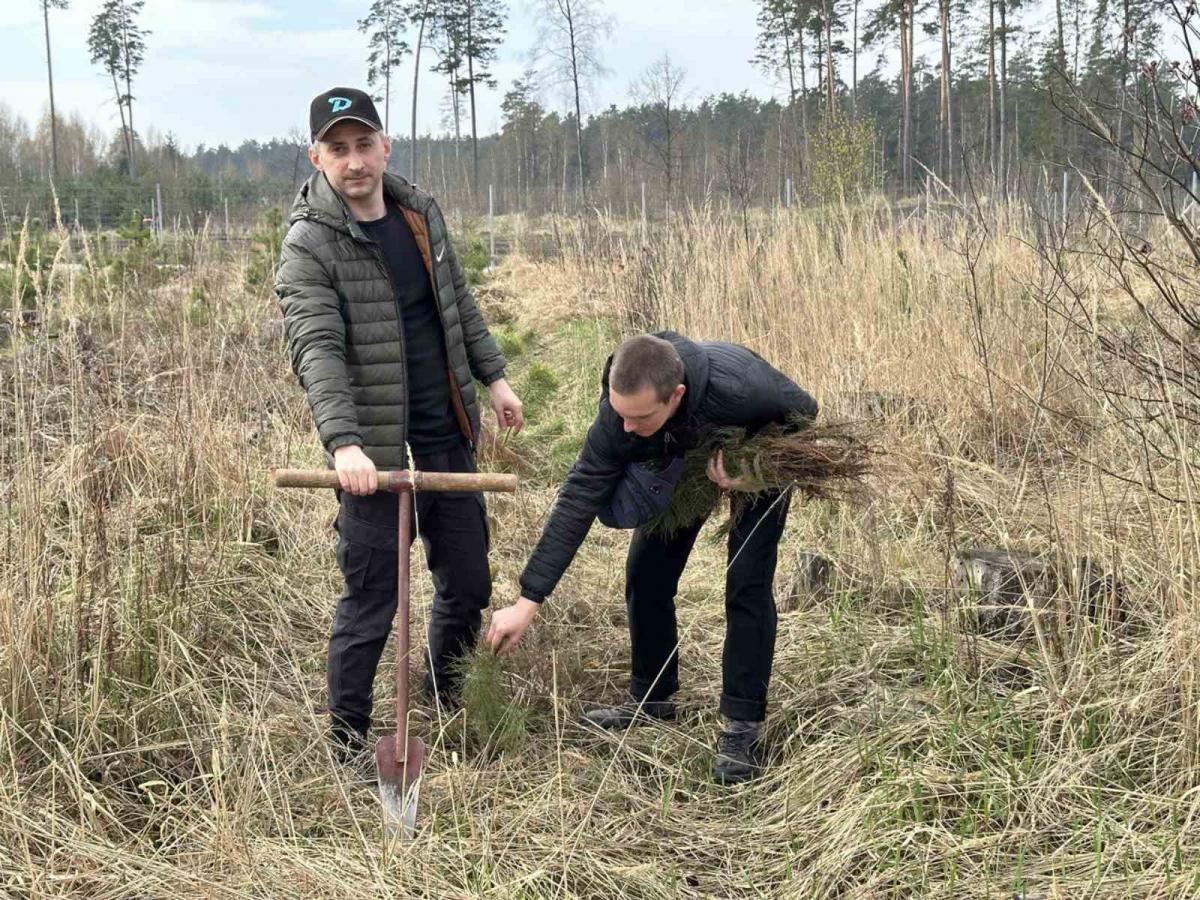 Более 2 тысяч саженцев ели высадили сотрудники Департамена охраны в Вильчицком лесхозе