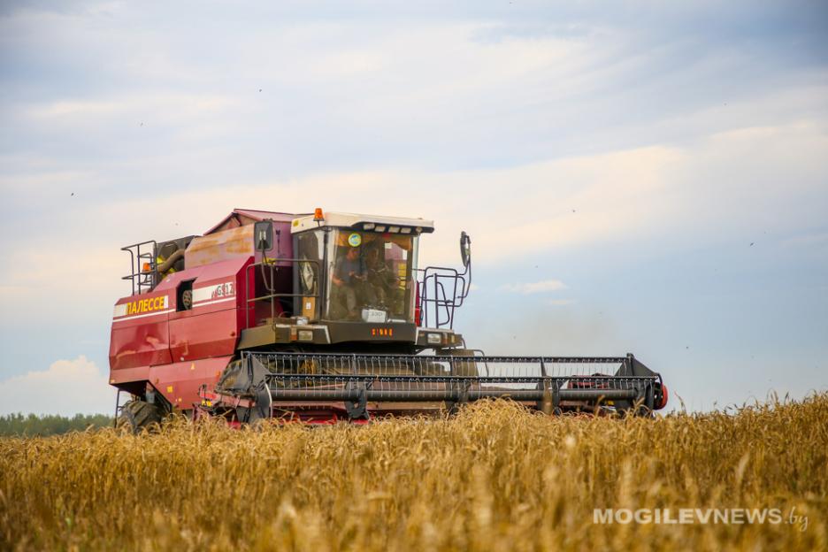Зерновые и зернобобовые в Беларуси убраны более чем с 22% площадей