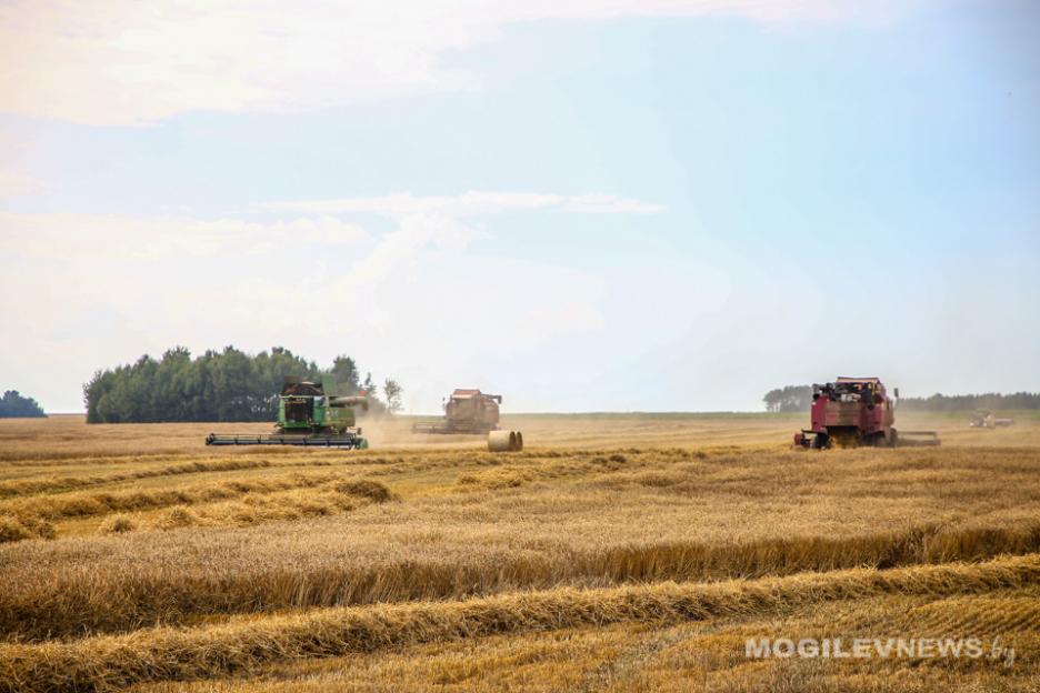 Зерновые и зернобобовые в Беларуси убраны с 16% площадей