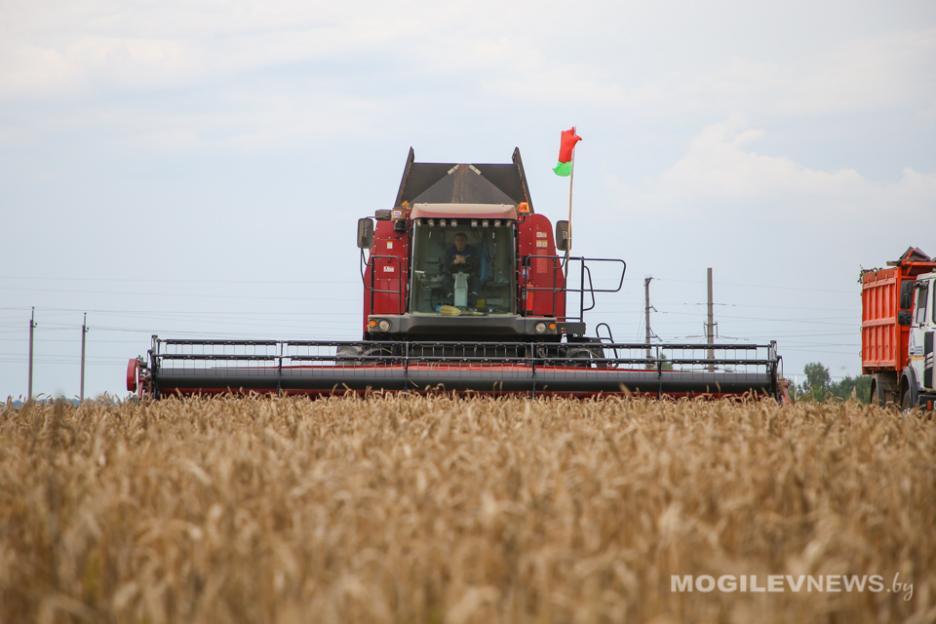 В Беларуси намолотили более 4 млн тонн зерна с учетом рапса