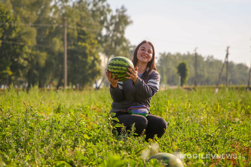 Консультационный день по вопросу временной подработки в сельхозорганизациях по уборке урожая пройдет в Могилеве 6 сентября