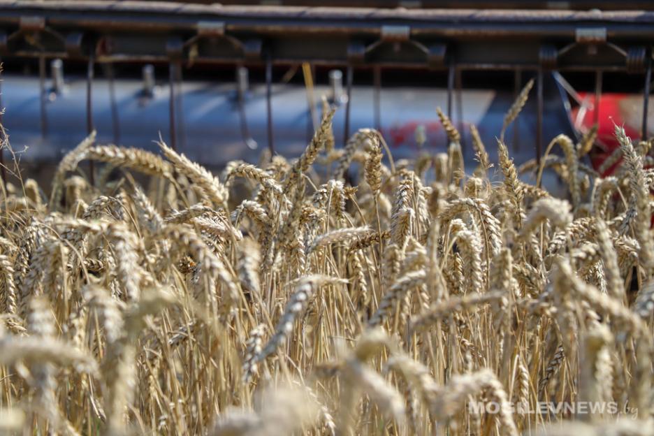 В Беларуси намолотили более 5 млн тонн зерна с учетом рапса