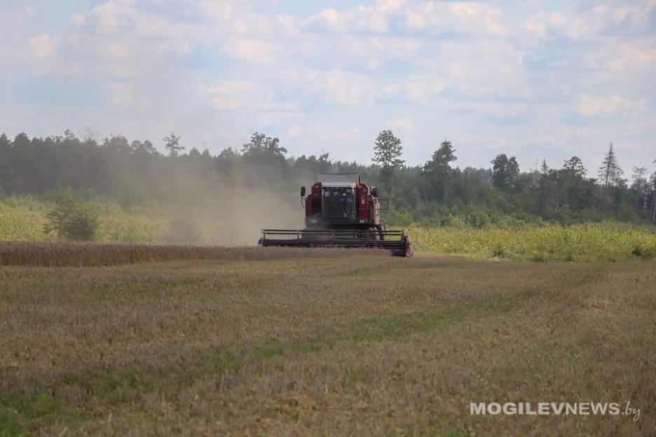 В Беларуси намолочено 6,67 млн т зерна с учетом рапса