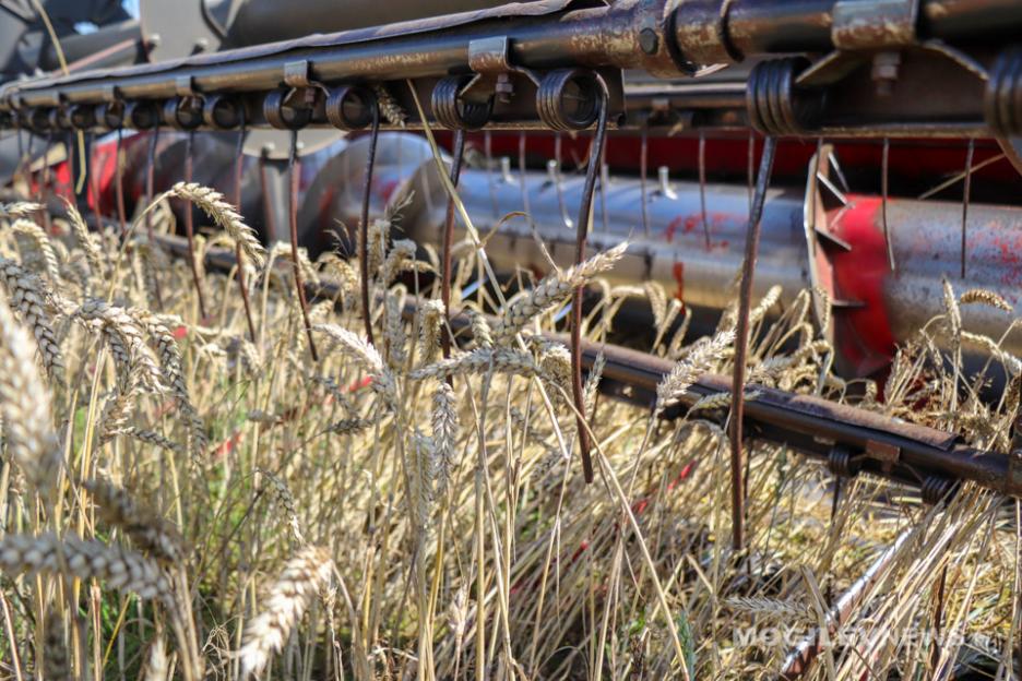 В Беларуси убрано более 90% зерновых колосовых и зернобобовых культур