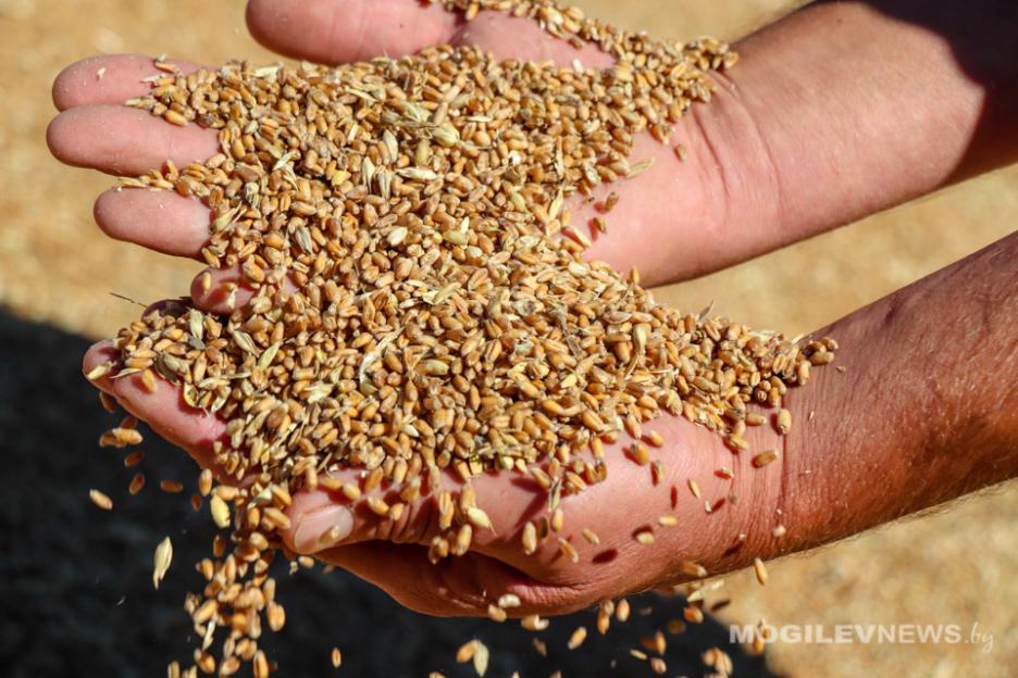 Лукашенко о зерновой сделке: все так радели за Украину, а отказались пропустить вывозное зерно