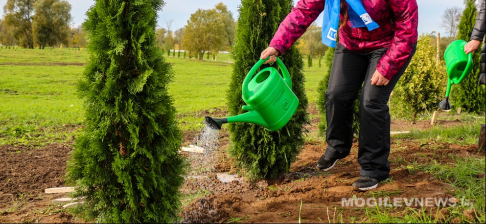 Минприроды объявила экстренную акцию "Полей дерево – сохрани ему жизнь"