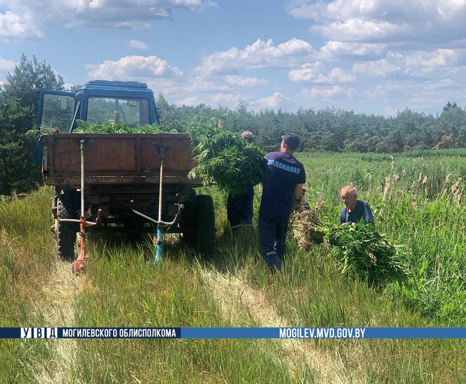 Более 3 тонн дикорастущей конопли уничтожено в двух районах Могилевской области