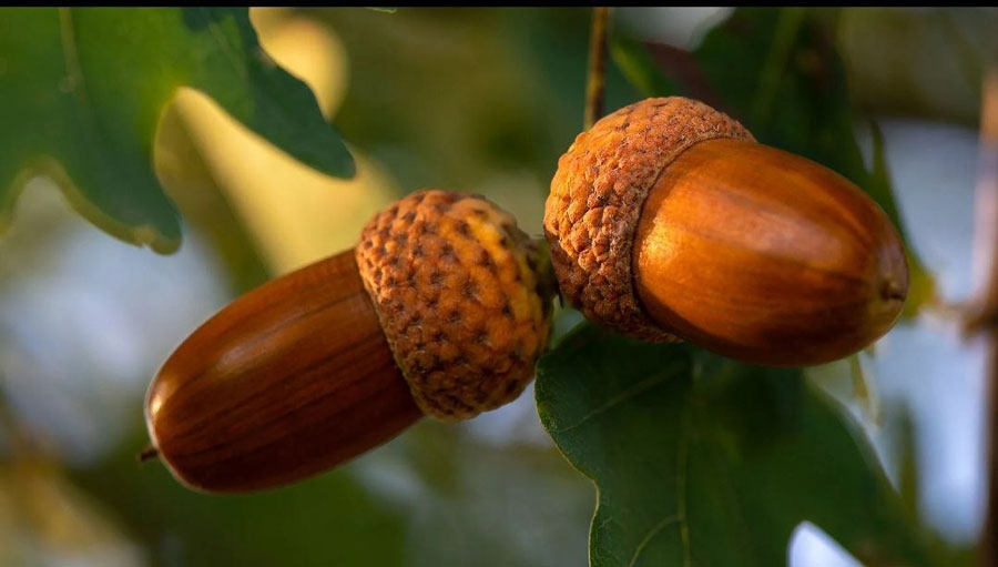 Лесхозы Могилевского ГПЛХО  собрали  21, 5 тонн  желудей дуба черешчатого