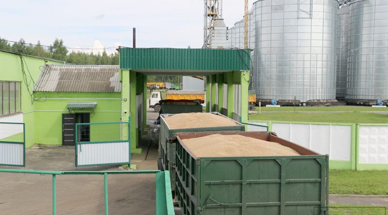 ОАО «Климовичский КХП» продолжает вести заготовку маслосемян рапса и зерна нового урожая