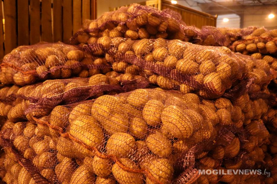 В Беларуси завершается уборка картофеля