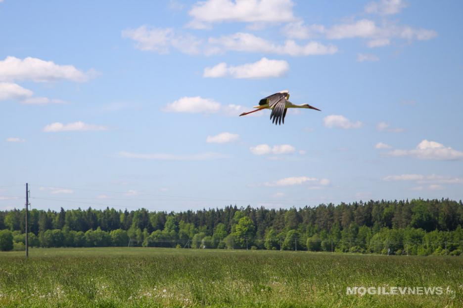 Лукашенко о ситуации в сельском хозяйстве из-за погодных условий: катастрофы нет