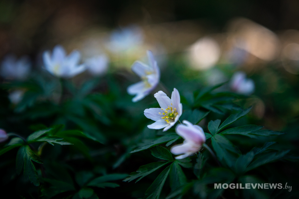 Могилевский облкомитет природоохраны приглашает принять участие в творческом конкурсе