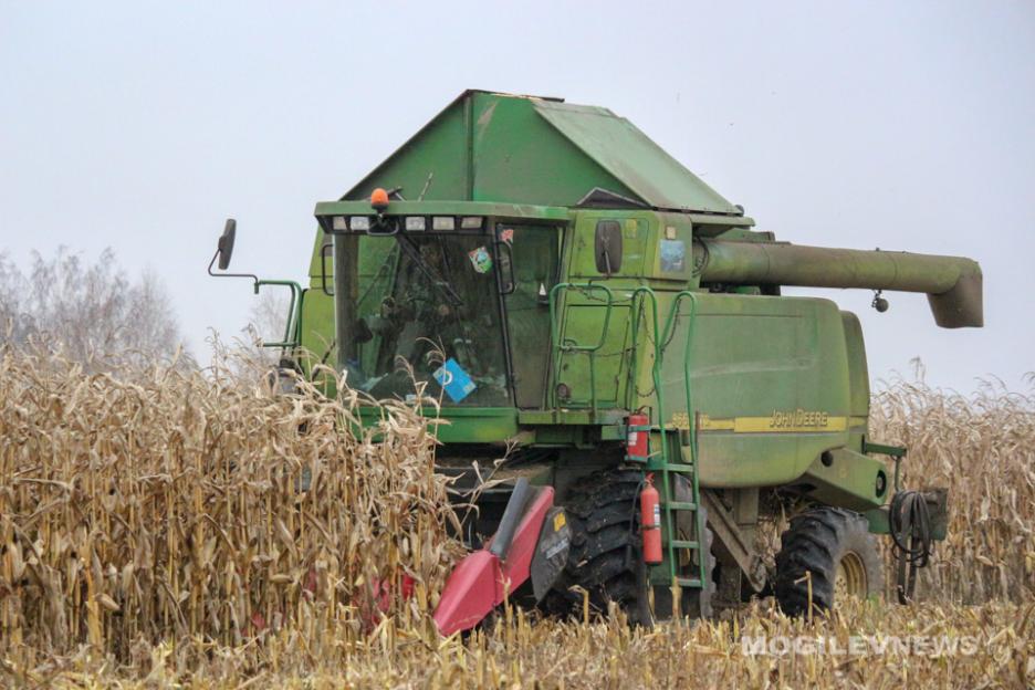 В Беларуси началась уборка кукурузы на зерно