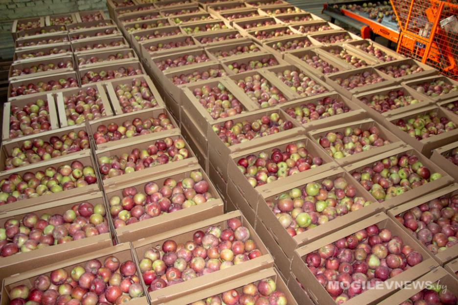 МАРТ не будет регулировать цены на отечественную плодоовощную продукцию
