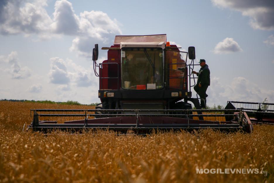 В Беларуси намолотили более 4,5 млн тонн зерна с учетом рапса