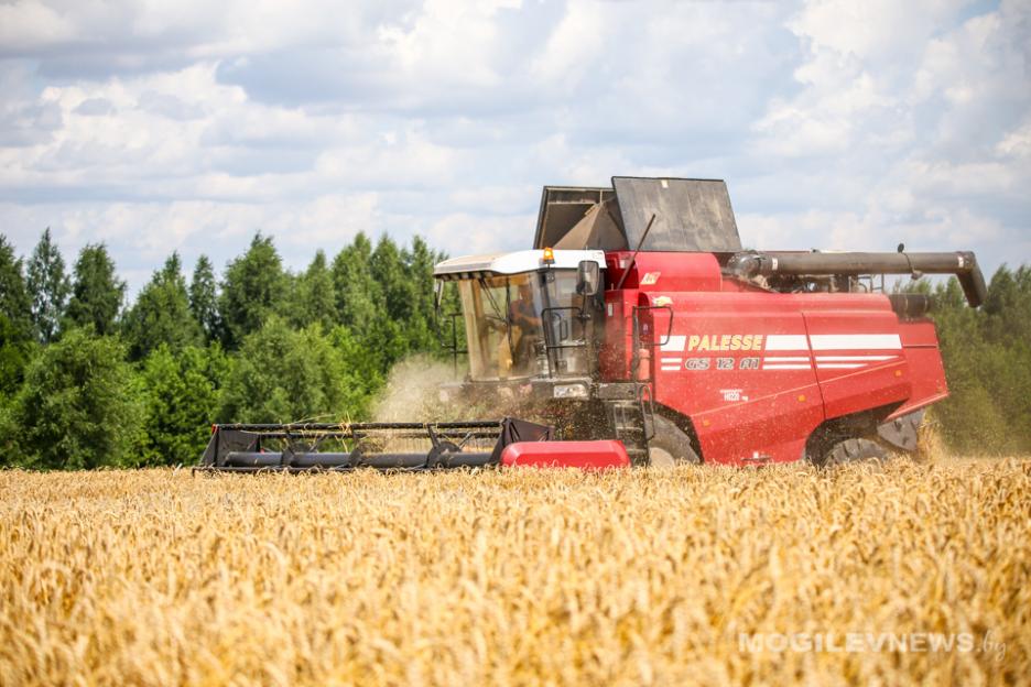 В Беларуси намолочено более 170 тыс. тонн озимого рапса
