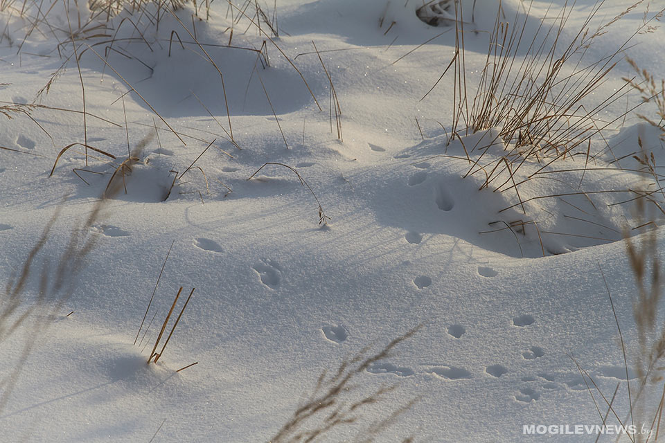 Кратковременные осадки, голодедица и до-11 °С ночью ожидается в начале следующей недели в Могилевской области