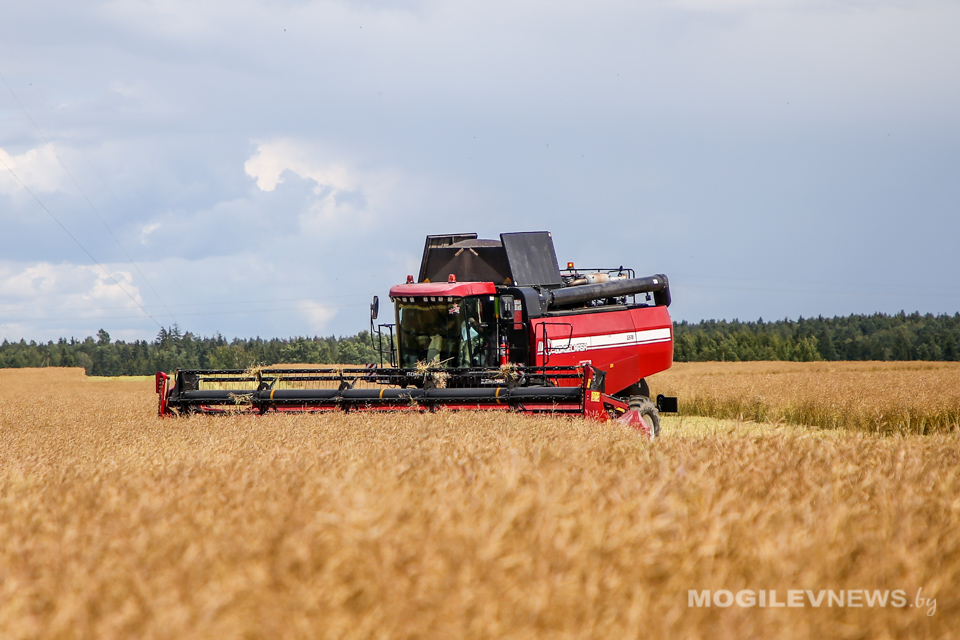 В Беларуси собрано более 97,5% культур - Минсельхозпрод