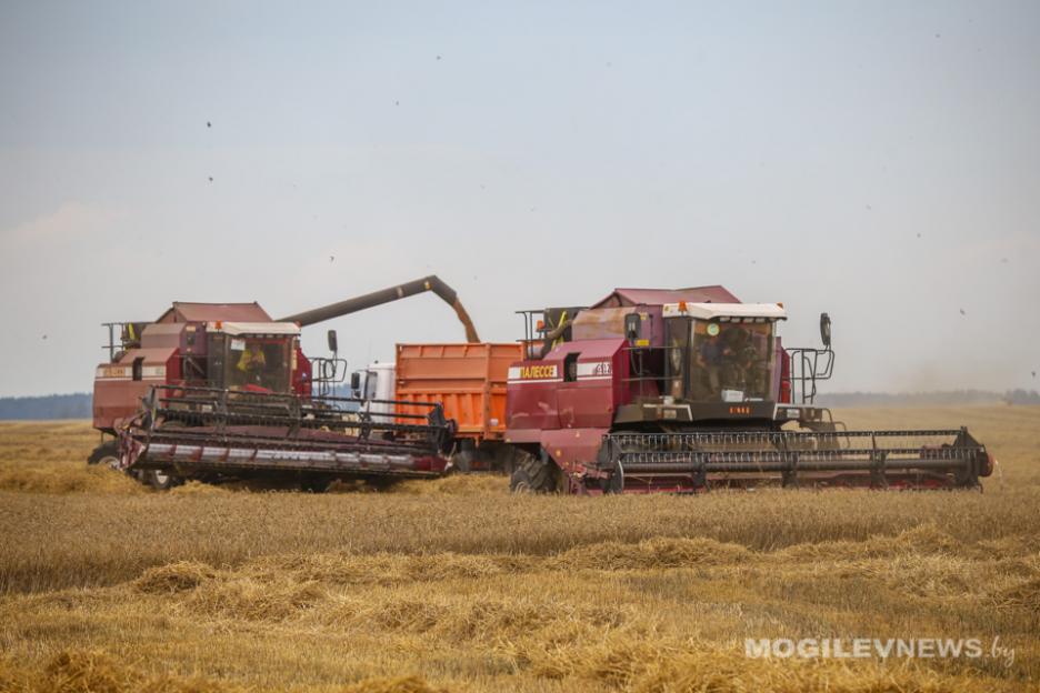 В Беларуси намолочено более 1 млн т зерна колосовых культур