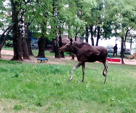 При обнаружении дикого животного в городе – следует сообщить информацию в дежурную службу райотдела по ЧС или в ОДС ОВД