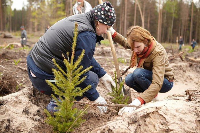 "Неделя леса" пройдет в Могилевской области с 17 по 23 апреля