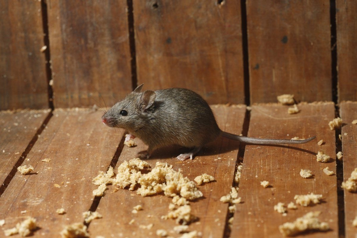 7 случаев геморрагической лихорадки с почечным синдромом зарегистрировано в октябре в Могилевской области