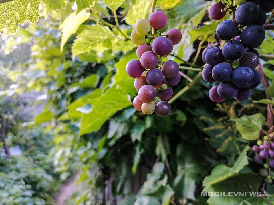 До +26°С и преимущественно без осадков прогнозируется в Могилевской области 18 сентября