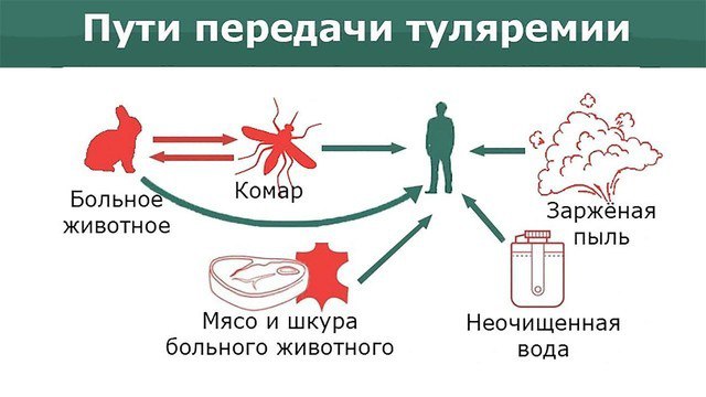 Случай туляремии был зарегистрирован в августе в Могилевской области