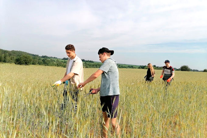 Молодежные отряды помогают аграриям Мстиславщины