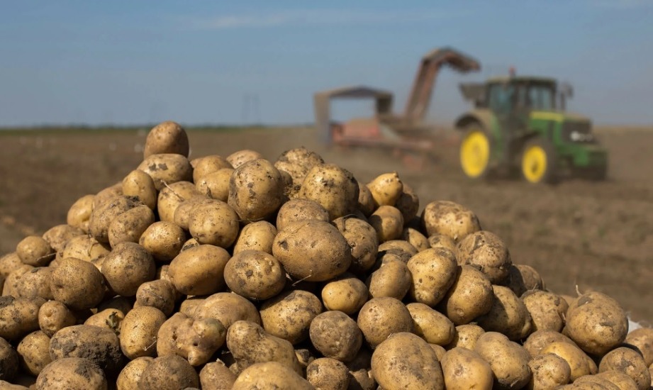 107,1 тысячи тонн картофеля уже собрано в Могилевской области
