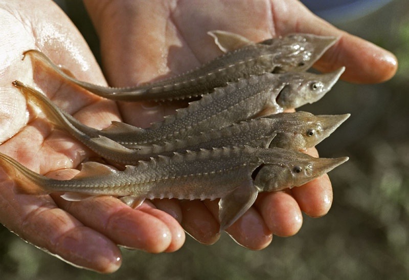 Комплекс по производству рыб ценных пород планируется создать в Краснопольском районе