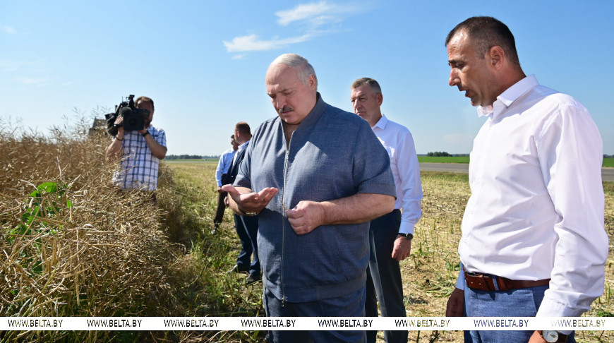 "Надо доводить до ума". Чем удивляет неидеальное хозяйство под Минском, которое посетил Лукашенко