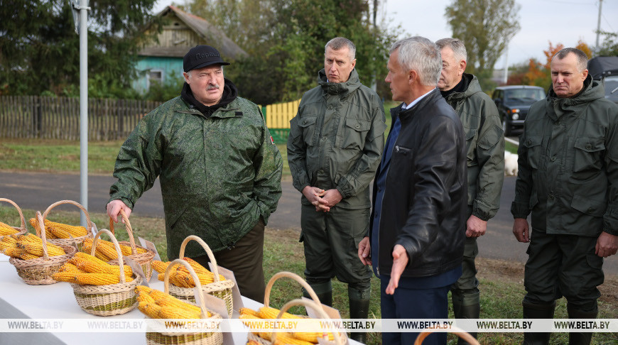 Что лучше — зарубежные или свои? Лукашенко ознакомился с результатами эксперимента по возделыванию кукурузы разных сортов