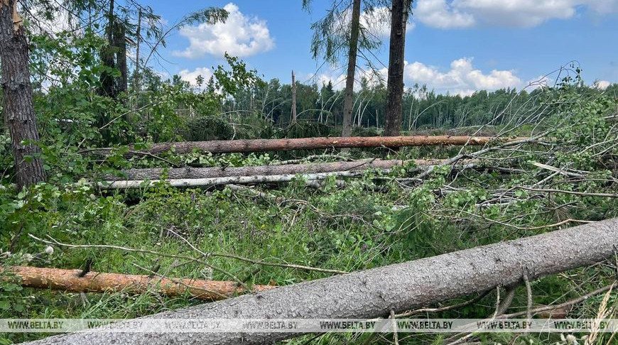 Крутой рассказал, кому и по какой цене будут продавать заготовленную после бурелома древесину