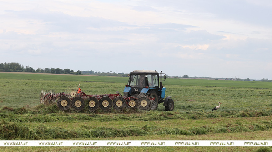 "С качественными кормами точно будем". Аграрии Горецкого района ведут первый укос трав