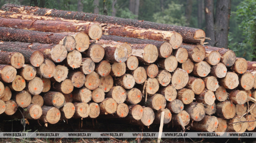 В Могилевской области до 1 ноября заготовят 570 тыс. кубометров ветровально-буреломной древесины