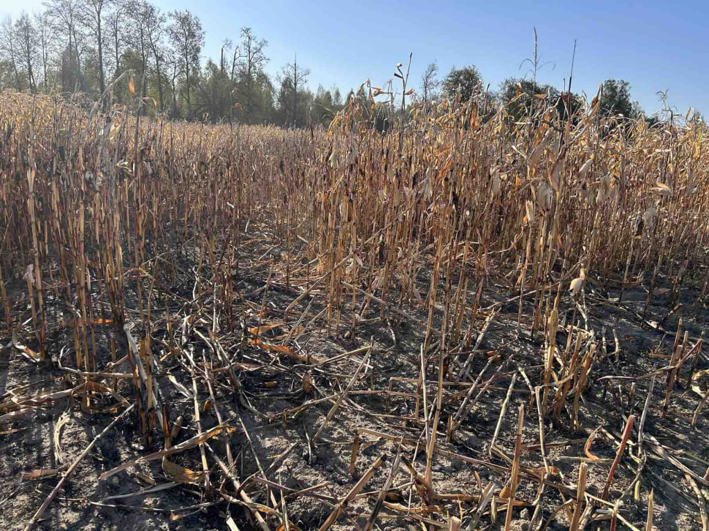 5 га кукурузы сгорели в Хотимском районе
