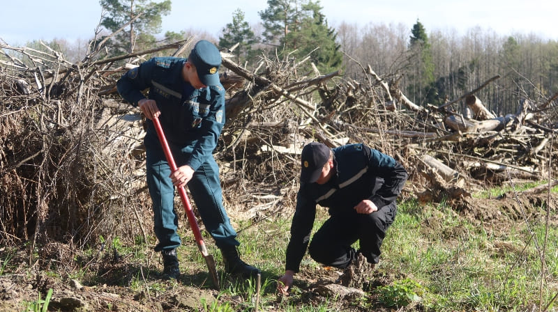 В Кричевском районе спасатели посадили более 1000 саженцев хвойных и лиственных пород деревьев