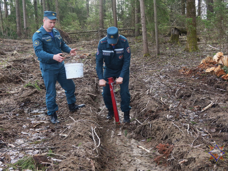 Более 3,5 тысяч саженцев ольхи и ели на территории Чаусского лесхоза посадили спасатели