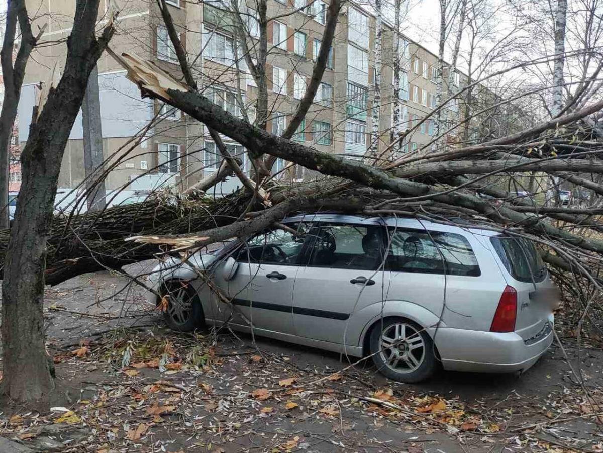 В Могилеве дерево упало на автомобиль