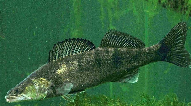 Запрет на ловлю судака вступит в силу с 15 апреля