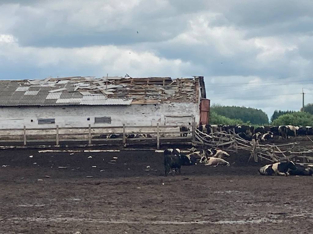 Ветер повредил 50 листов шифера кровли телятника в Горецком районе