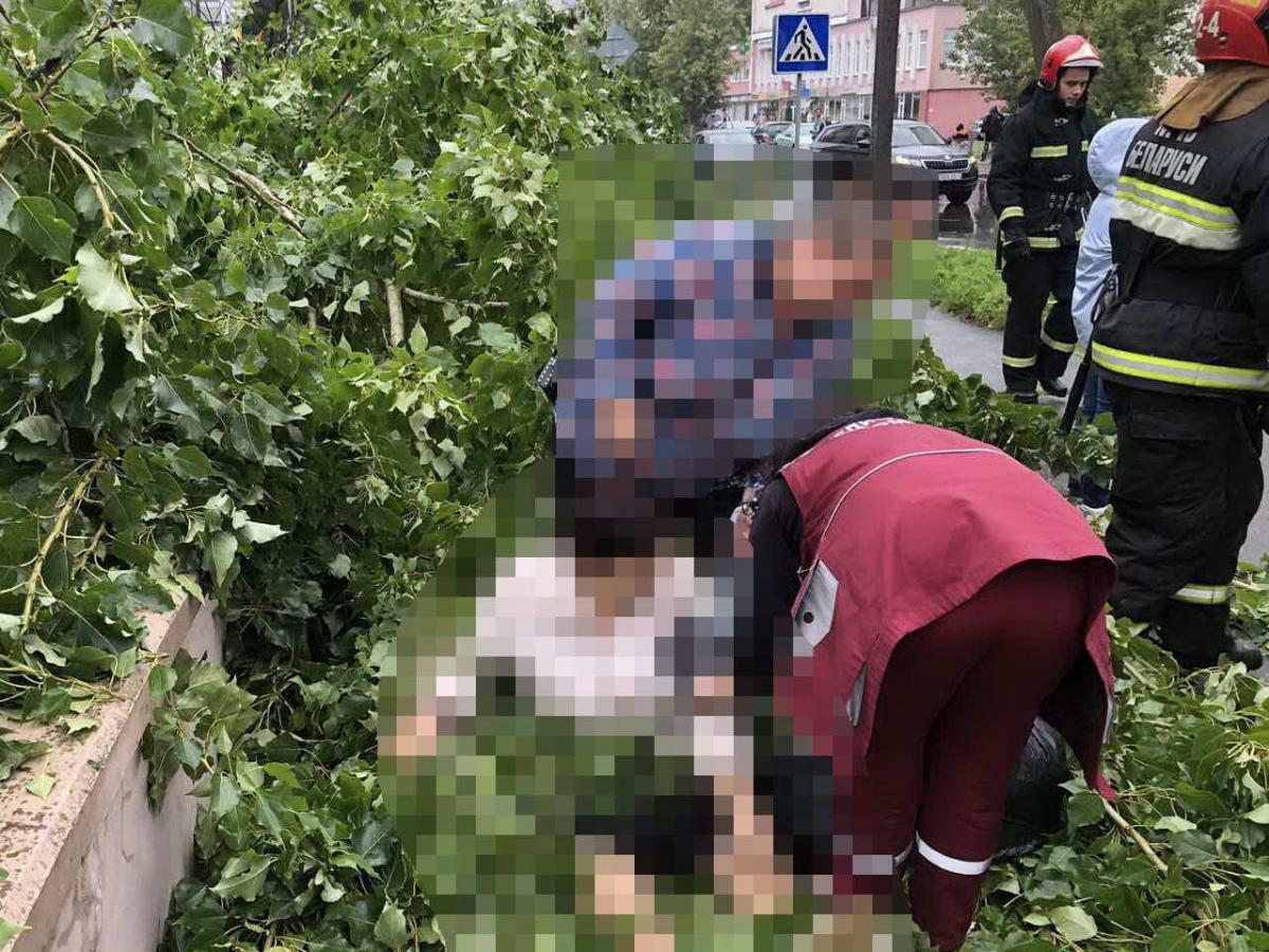 В Бобруйске из-за порыва ветра на женщину упало дерево