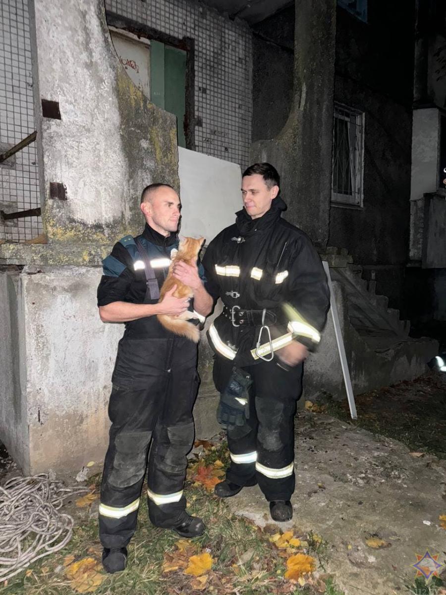 Могилевские спасатели помогли вернуть домой попавшую в беду кошку