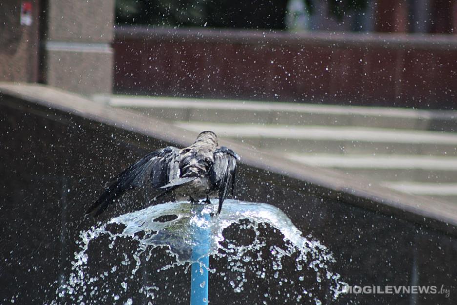 До +34°С ожидается в Могилевской области  1 июля