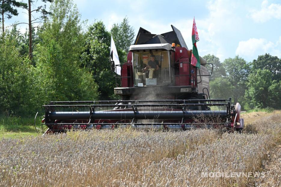 В Беларуси собрано 4,8 млн тонн зерна (с учетом рапса)